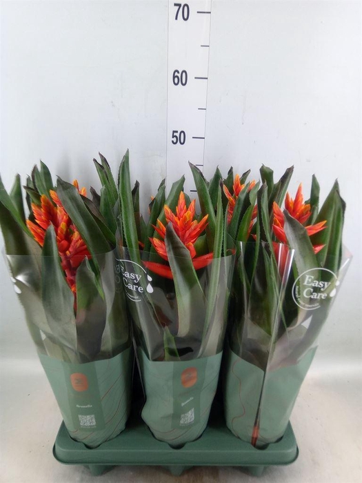 <h4>Aechmea  'Pepita Elegant Flames'</h4>