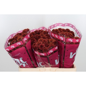 Chr San Aaa Doria Ch