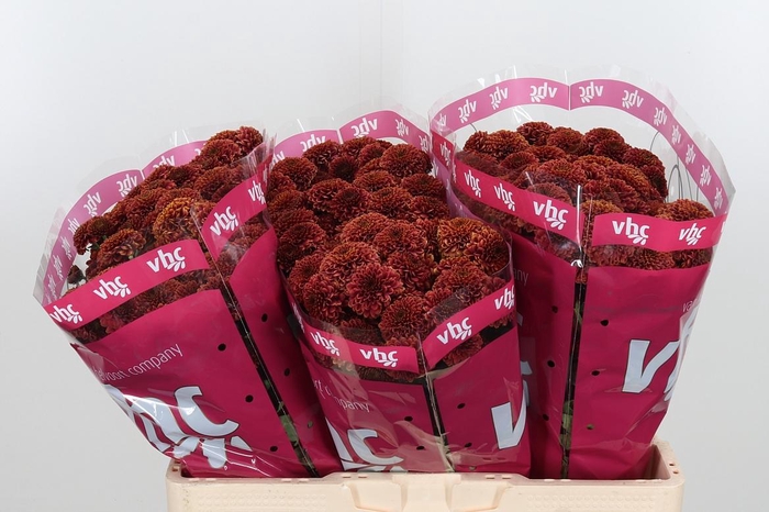 <h4>Chr San Aaa Doria Ch</h4>