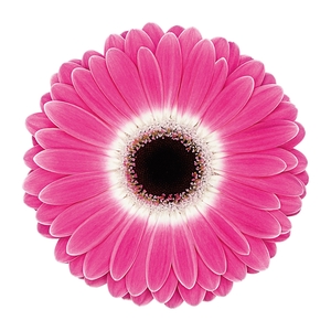 Gerbera Cubanita