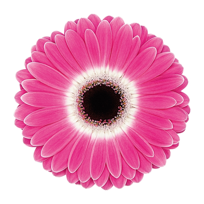 <h4>Gerbera Cubanita</h4>