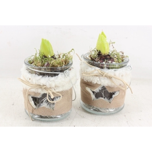 arr4 Hyacint JS - Glas potje stof