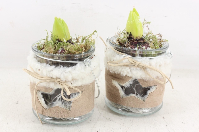 <h4>arr4 Hyacint JS - Glas potje stof</h4>