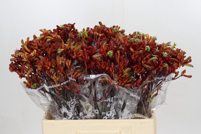 Anigozanthos Early Spring Indoor