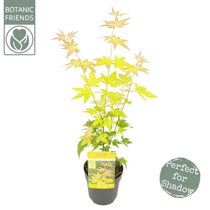 <h4>Acer palmatum Orange Dream</h4>