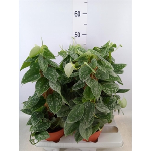 Scindapsus pictus 'Silvery Ann'