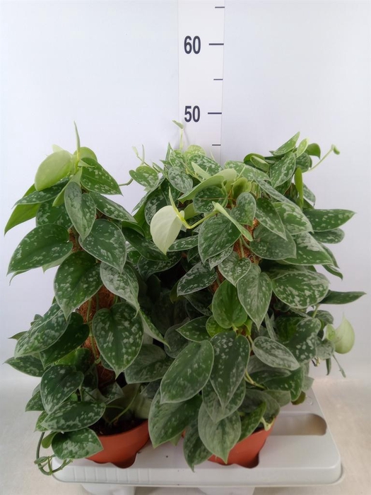 <h4>Scindapsus pictus 'Silvery Ann'</h4>