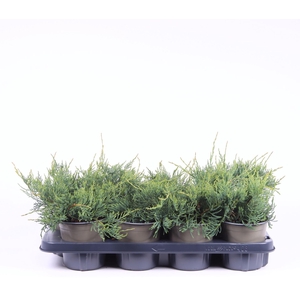 Juniperus virginiana Grey Owl