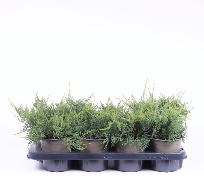 <h4>Juniperus virginiana Grey Owl</h4>