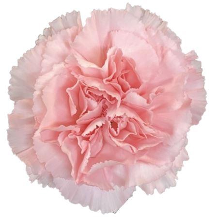 <h4>Di St P. Doncel</h4>