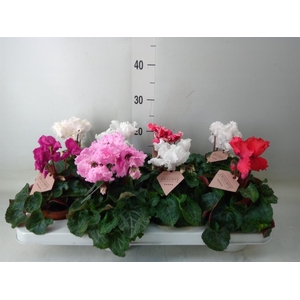 Cyclamen MD 'Merengue'