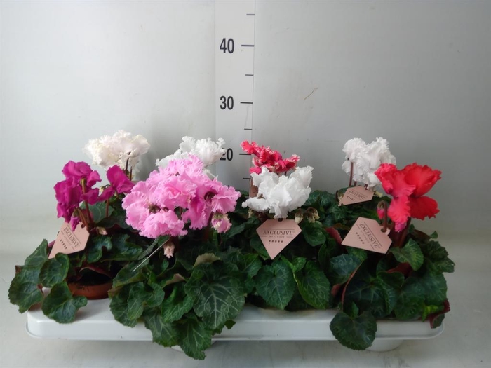<h4>Cyclamen MD 'Merengue'</h4>