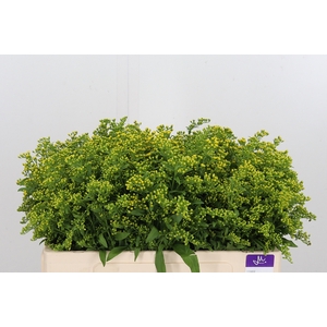 Solidago Carzan Glor