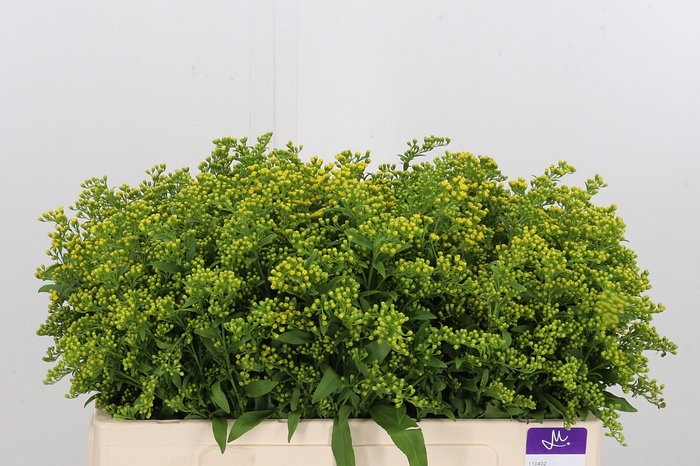 <h4>Solidago Carzan Glor</h4>