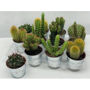 CACTUS GEM