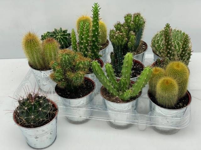 <h4>CACTUS GEM</h4>