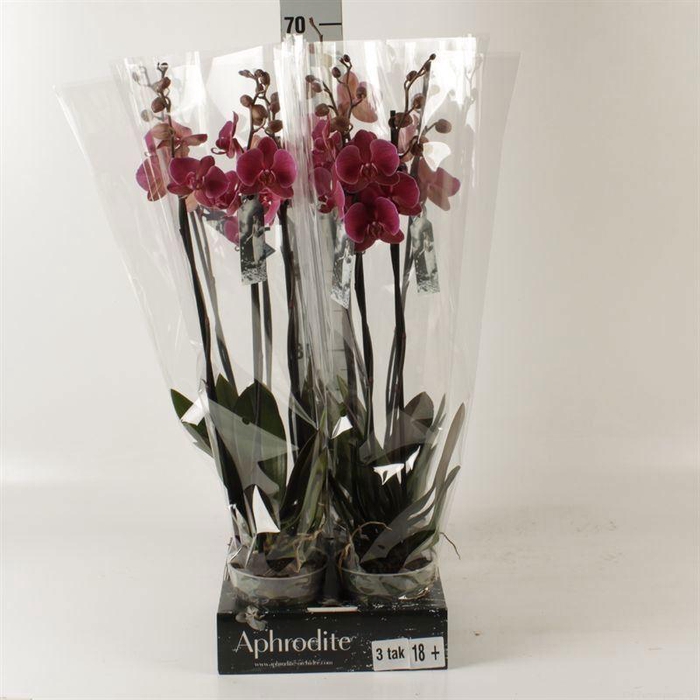 <h4>Phalaenopsis 'Lucid Dream'</h4>