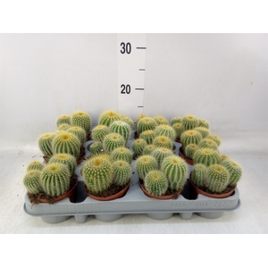 Parodia warasii