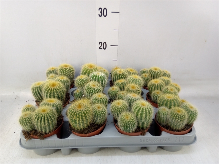 <h4>Parodia warasii</h4>