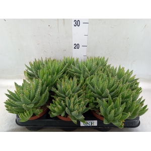Aloe brevifolia