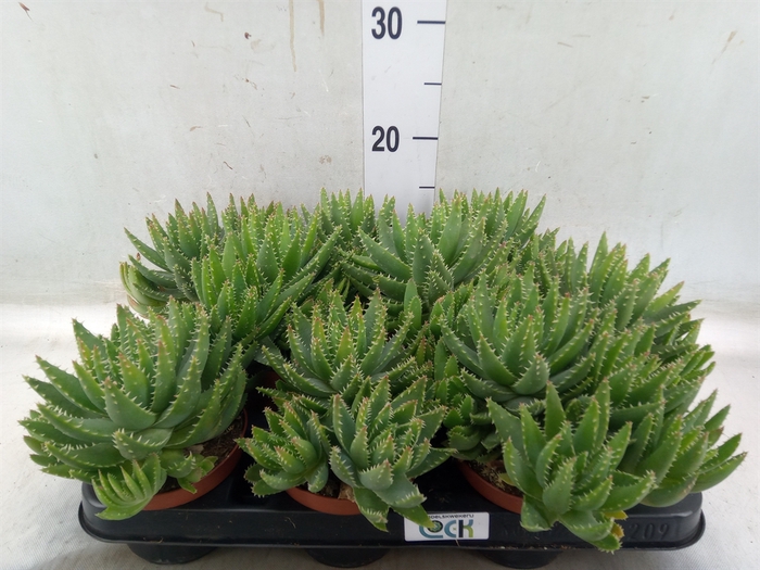 <h4>Aloe brevifolia</h4>