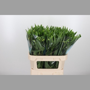 Alstroemeria White Swan 90 Gram