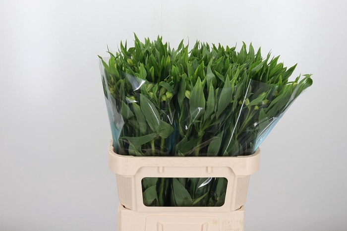 Alstroemeria White Swan 90 Gram