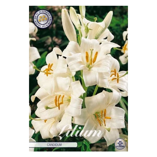 <h4>Lilium candidum x 1 16/18</h4>