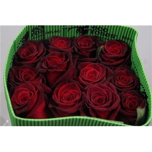 Rosa GR 'Black Baccara'