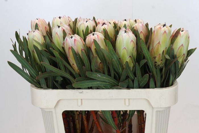 <h4>Protea White Night</h4>