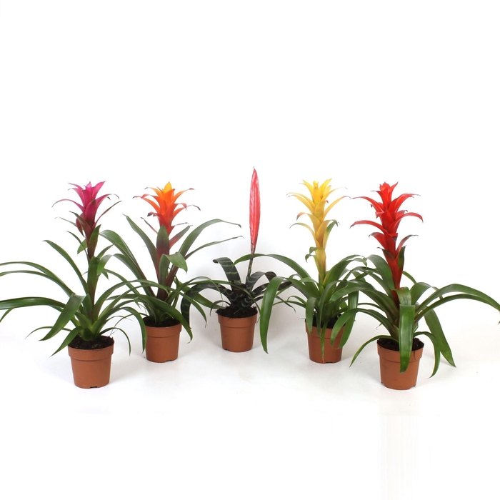 <h4>Bromelia gemengd</h4>