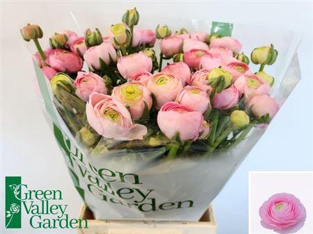 <h4>Ran Aazur Li Pink</h4>