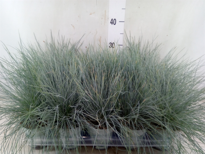 <h4>Festuca glauca 'Compacta Blue'</h4>