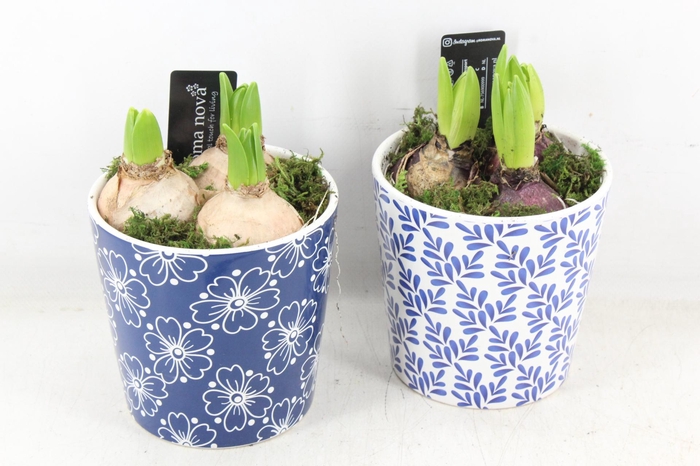 <h4>arr4 Hyacint RN - Royal Rhapsody</h4>