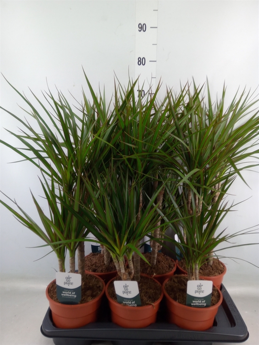 <h4>Dracaena marg.</h4>