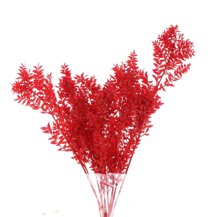 <h4>Pres Ruscus Soft Bleached Red Per Stem</h4>
