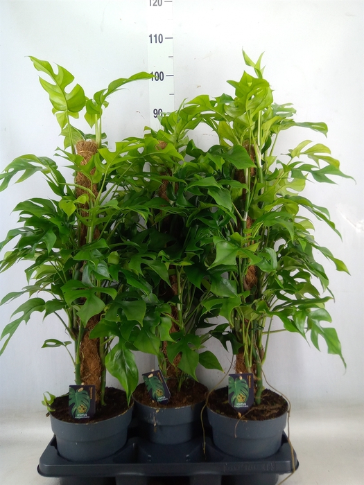 <h4>Philodendron   ...</h4>