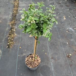 Euonymus fort. 'Harlequin' C3