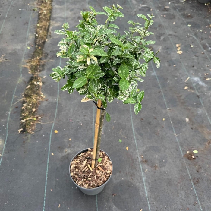 Euonymus fort. 'Harlequin' C3