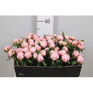 Paeo L Margue Gerard