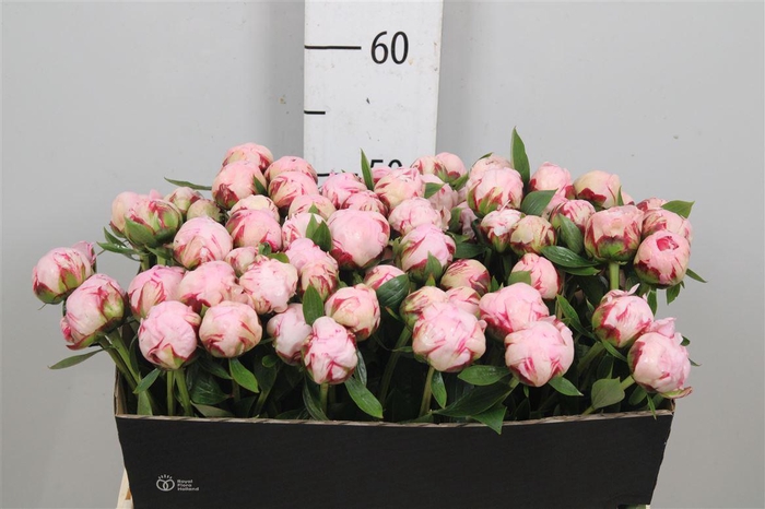 <h4>Paeo L Margue Gerard</h4>