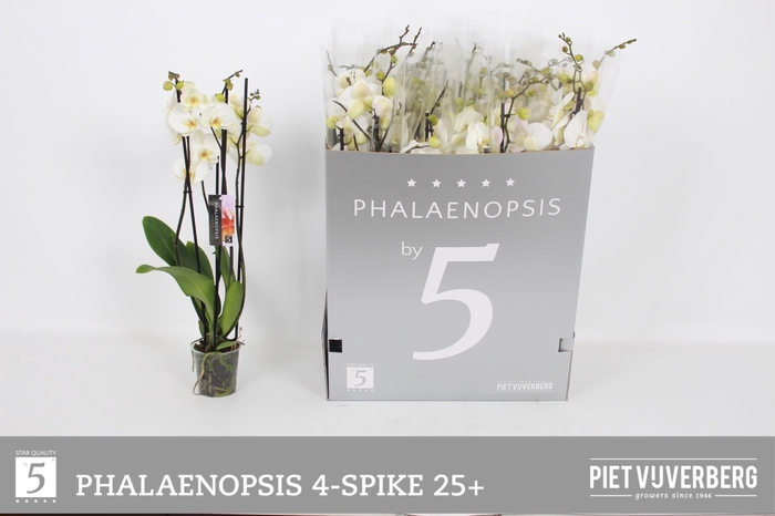 <h4>PHAL OV WIT</h4>
