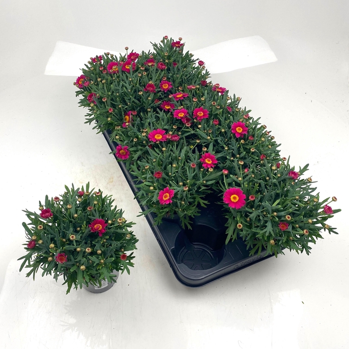 <h4>ARG LA RITA GEM</h4>