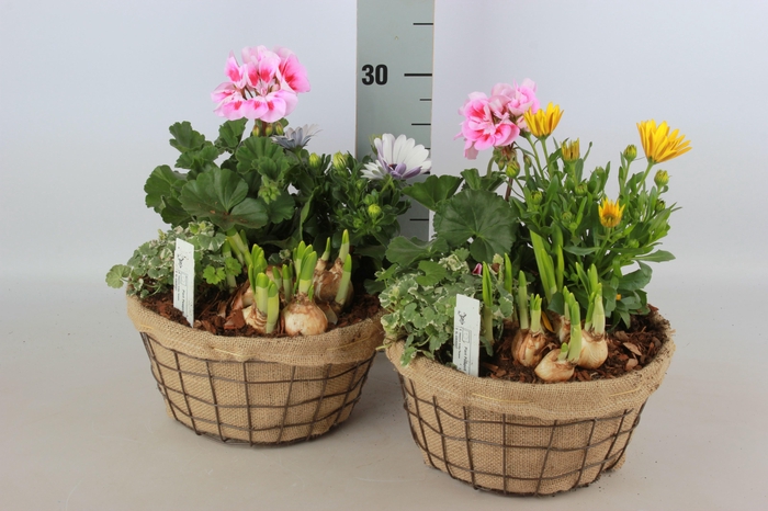 <h4>ARR TUINPLANTEN</h4>