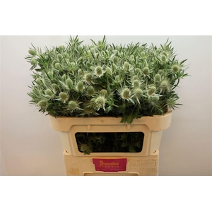 ERYN MAG WHIT LAGOON