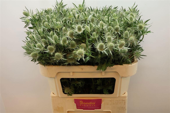 <h4>ERYN MAG WHIT LAGOON</h4>