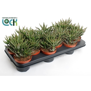 Kalanchoë Spider Green