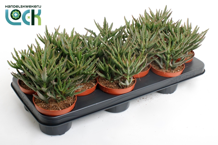 <h4>Kalanchoë Spider Green</h4>