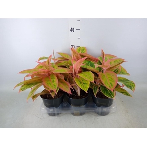 Aglaonema  'Salmon Fantasy'