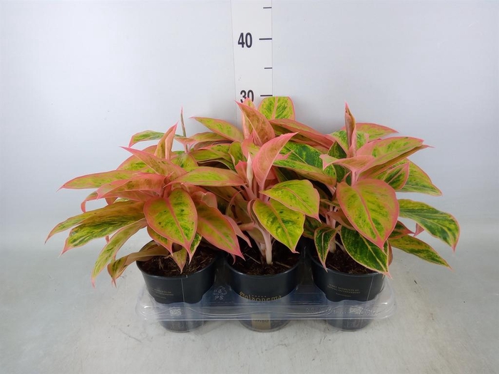 <h4>Aglaonema  'Salmon Fantasy'</h4>